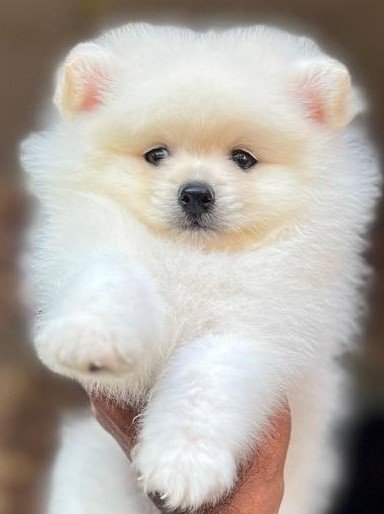 Order Female Toy Pomeranian Puppy from Hyderabad